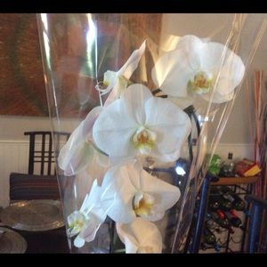 Meet your Posher, Roya